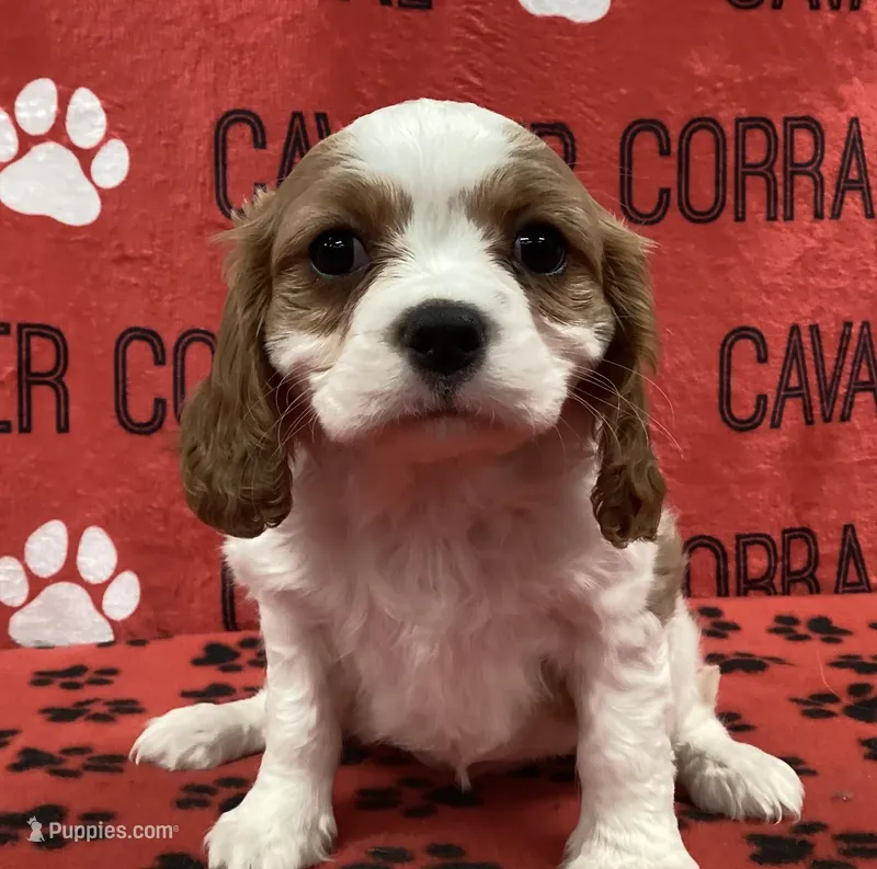 ANGEL 6 – Cavalier King Charles Spaniel puppy for sale in Rudolph, OH