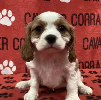 ANGEL 6, a female Cavalier King Charles Spaniel for sale in Rudolph, OH – Photo 1 of 3