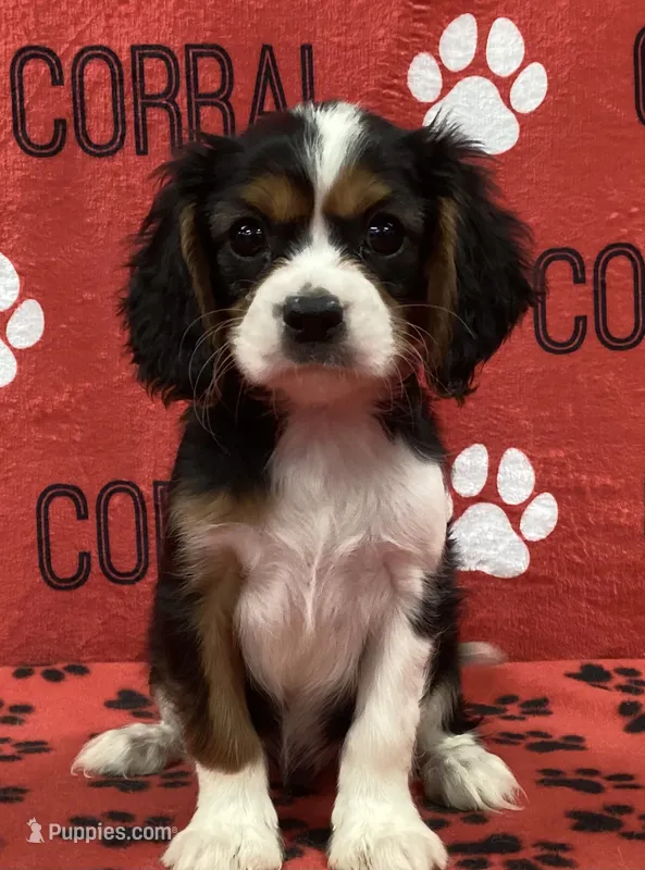 ACE 5 – Cavalier King Charles Spaniel puppy for sale in Rudolph, OH