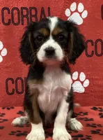 ACE 5, a male Cavalier King Charles Spaniel for sale in Rudolph, OH – 1 of 3
