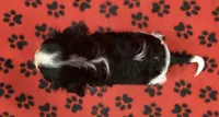 ACE 7, a male Cavalier King Charles Spaniel for sale in Rudolph, OH – Photo 2 of 3
