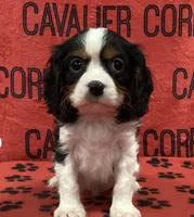 ACE 7, a male Cavalier King Charles Spaniel for sale in Rudolph, OH – Photo 1 of 3