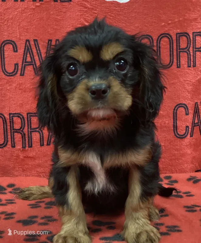 ANGEL 1 – Cavalier King Charles Spaniel puppy for sale in Rudolph, OH