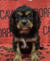 ANGEL 1, a male Cavalier King Charles Spaniel for sale in Rudolph, OH – 1 of 3