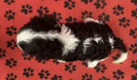 ACE 1, a male Cavalier King Charles Spaniel for sale in Rudolph, OH – 2 of 3