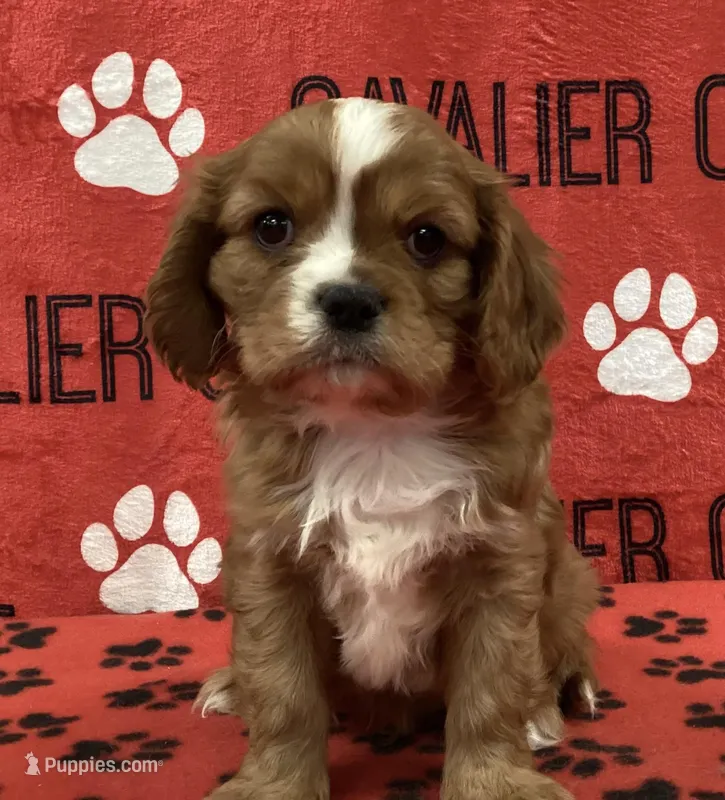 ACE 2 – Cavalier King Charles Spaniel puppy for sale in Rudolph, OH