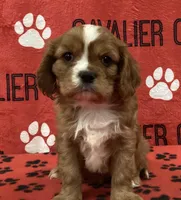 ACE 3, a male Cavalier King Charles Spaniel for sale in Rudolph, OH – Photo 1 of 3