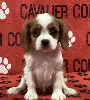 ACE 2, a male Cavalier King Charles Spaniel for sale in Rudolph, OH – Photo 1 of 3