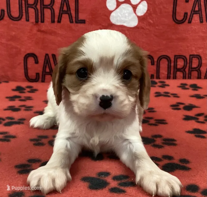 ACE 1 – Cavalier King Charles Spaniel puppy for sale in Rudolph, OH