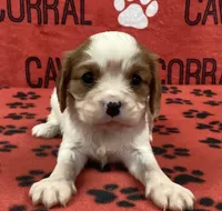 ACE 1, a male Cavalier King Charles Spaniel for sale in Rudolph, OH – Photo 1 of 3