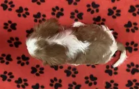 ACE 2, a male Cavalier King Charles Spaniel for sale in Rudolph, OH – Photo 2 of 3