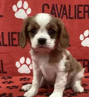 ACE 3, a male Cavalier King Charles Spaniel for sale in Rudolph, OH – Photo 1 of 3