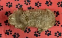 ACE 6, a male Cavalier King Charles Spaniel for sale in Rudolph, OH – 2 of 3