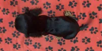 ANGEL 2, a female Cavalier King Charles Spaniel for sale in Rudolph, OH – 2 of 3