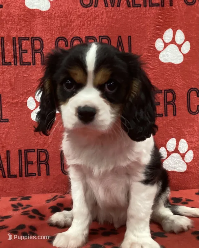 ACE 12 – Cavalier King Charles Spaniel puppy for sale in Rudolph, OH