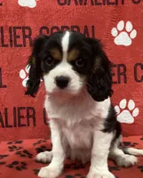 ACE 12, a male Cavalier King Charles Spaniel for sale in Rudolph, OH – 1 of 3