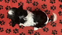 ACE 3, a male Cavalier King Charles Spaniel for sale in Rudolph, OH – 2 of 3
