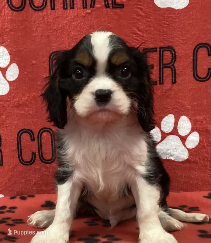 ACE 9 – Cavalier King Charles Spaniel puppy for sale in Rudolph, OH