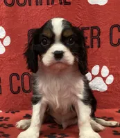 ACE 9, a male Cavalier King Charles Spaniel for sale in Rudolph, OH – 1 of 3