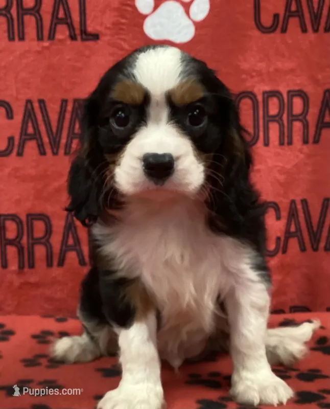 ACE 8 – Cavalier King Charles Spaniel puppy for sale in Rudolph, OH