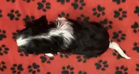 ANGEL 5, a female Cavalier King Charles Spaniel for sale in Rudolph, OH – 2 of 3