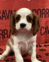 ACE 10, a male Cavalier King Charles Spaniel for sale in Rudolph, OH – 1 of 3