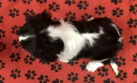 ACE 12, a male Cavalier King Charles Spaniel for sale in Rudolph, OH – 2 of 3