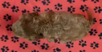 ACE 1, a male Cavalier King Charles Spaniel for sale in Rudolph, OH – 2 of 3