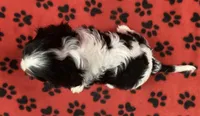 ACE 2 , a male Cavalier King Charles Spaniel for sale in Rudolph, OH – 2 of 3