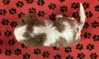ACE 2, a male Cavalier King Charles Spaniel for sale in Rudolph, OH – 2 of 3
