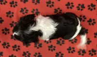 ANGEL 3, a female Cavalier King Charles Spaniel for sale in Rudolph, OH – 2 of 3