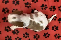 ACE 2, a male Cavalier King Charles Spaniel for sale in Rudolph, OH – Photo 2 of 3