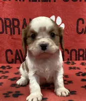 ACE 2, a male Cavalier King Charles Spaniel for sale in Rudolph, OH – Photo 1 of 3