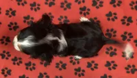 ACE 5, a male Cavalier King Charles Spaniel for sale in Rudolph, OH – 2 of 3