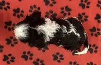 ACE 3, a male Cavalier King Charles Spaniel for sale in Rudolph, OH – 2 of 3