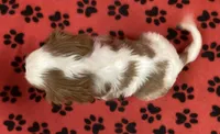 ACE 3, a male Cavalier King Charles Spaniel for sale in Rudolph, OH – 2 of 3