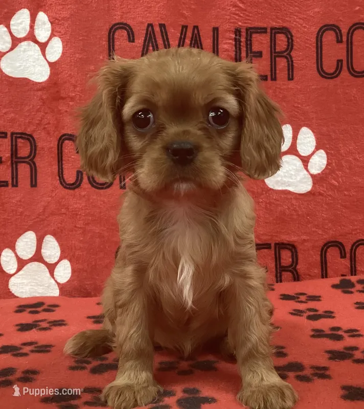 ANGEL 2 – Cavalier King Charles Spaniel puppy for sale in Rudolph, OH