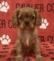 ANGEL 2, a female Cavalier King Charles Spaniel for sale in Rudolph, OH – 1 of 3