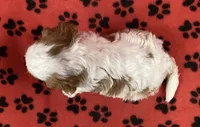 ANGEL 6, a female Cavalier King Charles Spaniel for sale in Rudolph, OH – 2 of 3