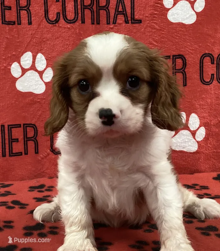 ACE 4 – Cavalier King Charles Spaniel puppy for sale in Rudolph, OH