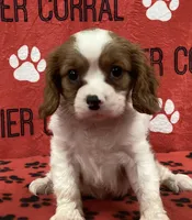 ACE 4, a male Cavalier King Charles Spaniel for sale in Rudolph, OH – 1 of 3