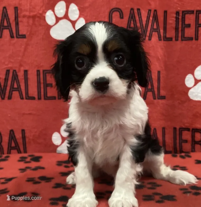 ACE 3 – Cavalier King Charles Spaniel puppy for sale in Rudolph, OH