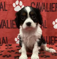 ACE 3, a male Cavalier King Charles Spaniel for sale in Rudolph, OH – 1 of 3