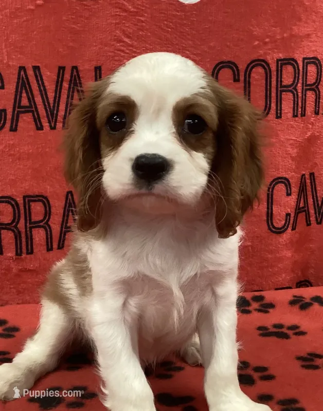 ACE 2 – Cavalier King Charles Spaniel puppy for sale in Rudolph, OH