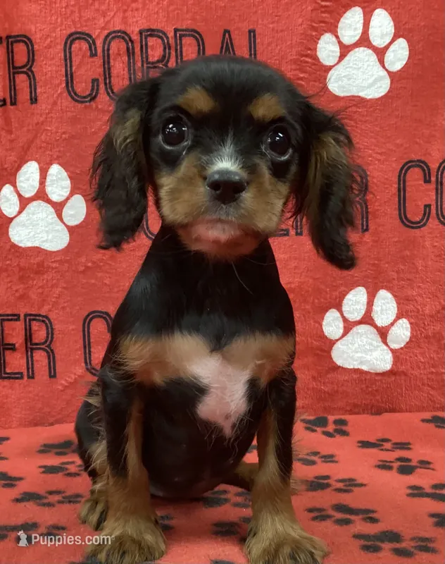 ANGEL 1 – Cavalier King Charles Spaniel puppy for sale in Rudolph, OH