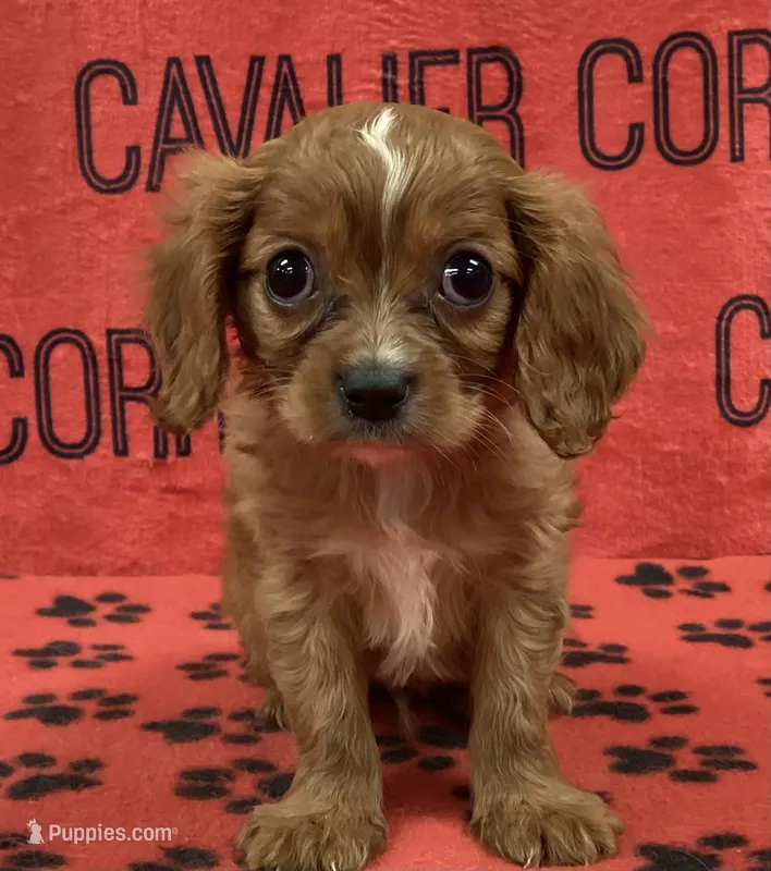 ACE 5 – Cavalier King Charles Spaniel puppy for sale in Rudolph, OH