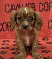 ACE 5, a male Cavalier King Charles Spaniel for sale in Rudolph, OH – 1 of 3