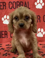 ANGEL 4, a female Cavalier King Charles Spaniel for sale in Rudolph, OH – 1 of 3