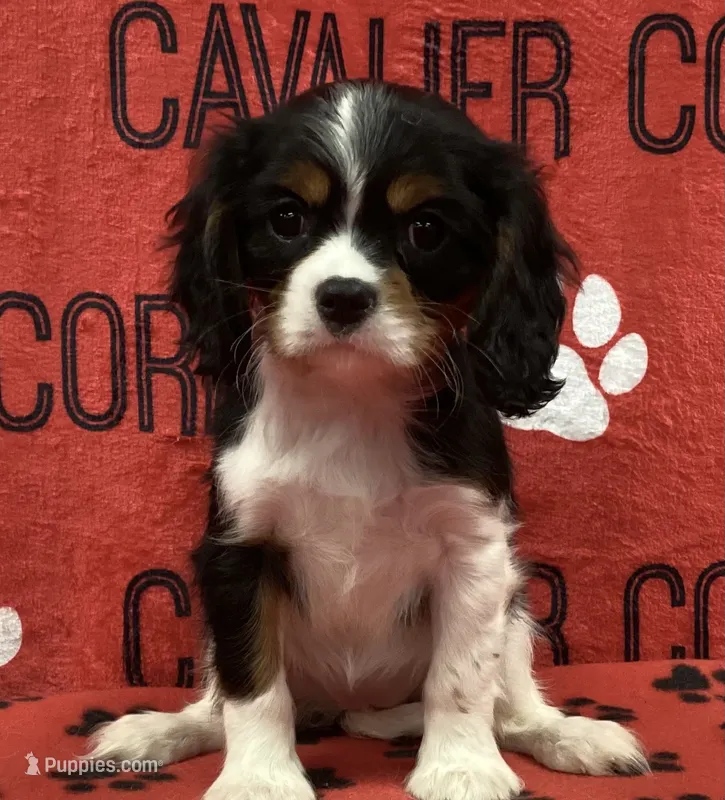 ANGEL 9 – Cavalier King Charles Spaniel puppy for sale in Rudolph, OH