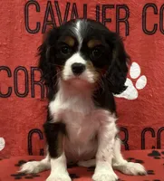 ANGEL 9, a female Cavalier King Charles Spaniel for sale in Rudolph, OH – 1 of 3